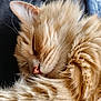 animal, cat, close_up, cozy, cute, domestic_cat, feline, fluffy, fur, indoor, mammal, orange_cat, peaceful, pet, portrait, relaxed, resting, sleeping, soft, whiskers