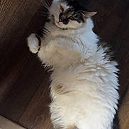 Cheese joined the competition — help win amazing prizes! cat, fluffy, relaxed, wooden_floor, pet, animal, indoor, cute, feline, lying_down, white_fur, gray_fur, paws, whiskers, tail, domestic_cat, sleepy, cozy, fur, resting