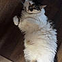 cat, fluffy, relaxed, wooden_floor, pet, animal, indoor, cute, feline, lying_down, white_fur, gray_fur, paws, whiskers, tail, domestic_cat, sleepy, cozy, fur, resting