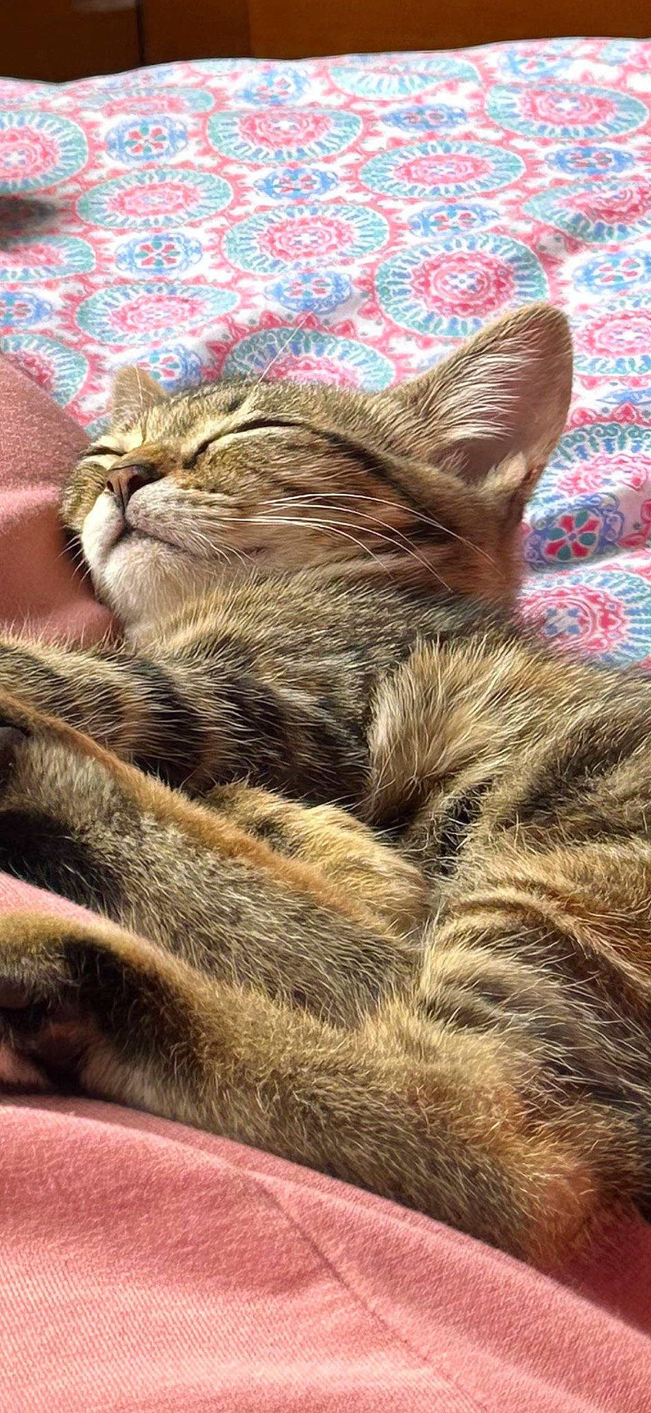 Diana joined the competition — help win amazing prizes! carnivore, cat, claw, close_up, comfort, domestic_short_haired_cat, fawn, felidae, fur, grass, natural_material, paw, plant, small_to_medium_sized_cats, snout, tail, terrestrial_animal, tree, whiskers, wildlife