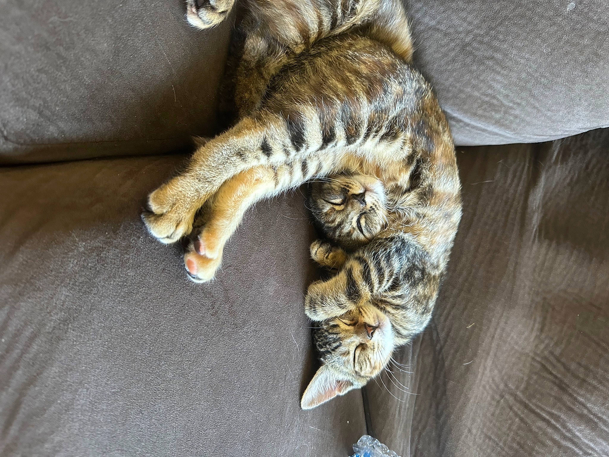 Diana joined the competition — help win amazing prizes! carnivore, cat, claw, comfort, couch, domestic_short_haired_cat, felidae, fur, grey, linens, nap, pattern, paw, small_to_medium_sized_cats, tail, thread, whiskers, wood, wool