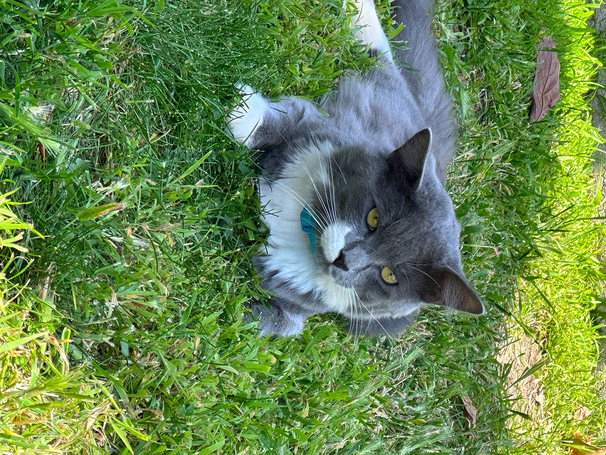 Artemis joined the competition — help win amazing prizes! carnivore, cat, domestic_short_haired_cat, felidae, fur, grass, groundcover, herb, herbaceous_plant, plant, shrub, small_to_medium_sized_cats, snout, tail, terrestrial_animal, tree, whiskers