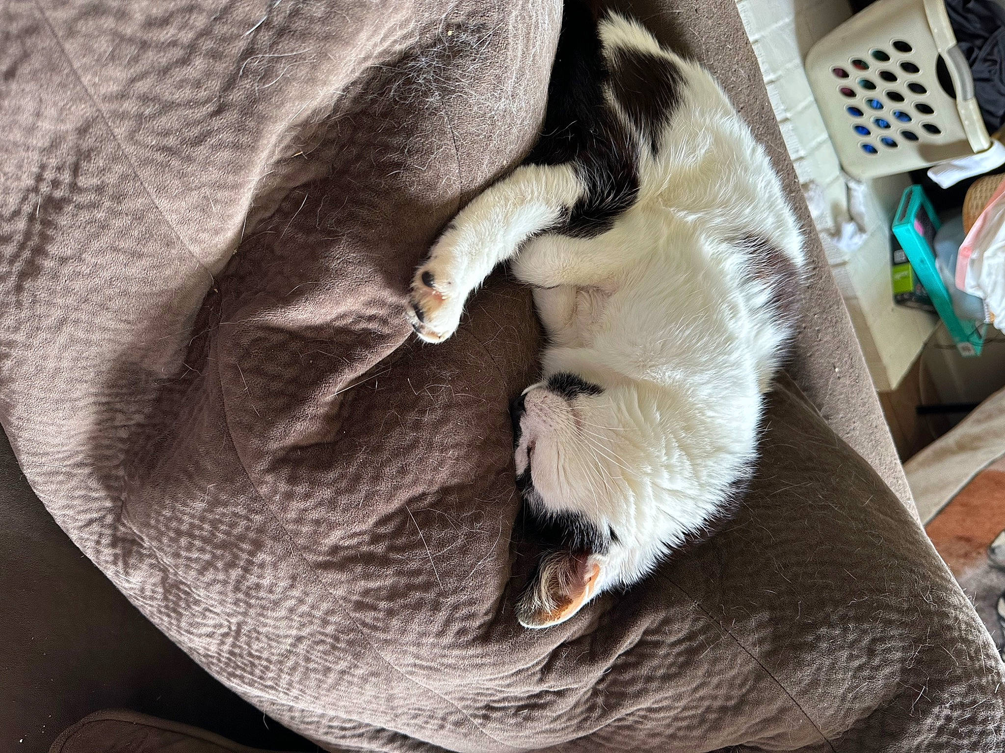 Solie joined the competition — help win amazing prizes! canidae, carnivore, cat, claw, comfort, companion_dog, dog_breed, domestic_short_haired_cat, fang, fawn, felidae, fur, linens, paw, small_to_medium_sized_cats, snout, sporting_group, tail, whiskers, wood