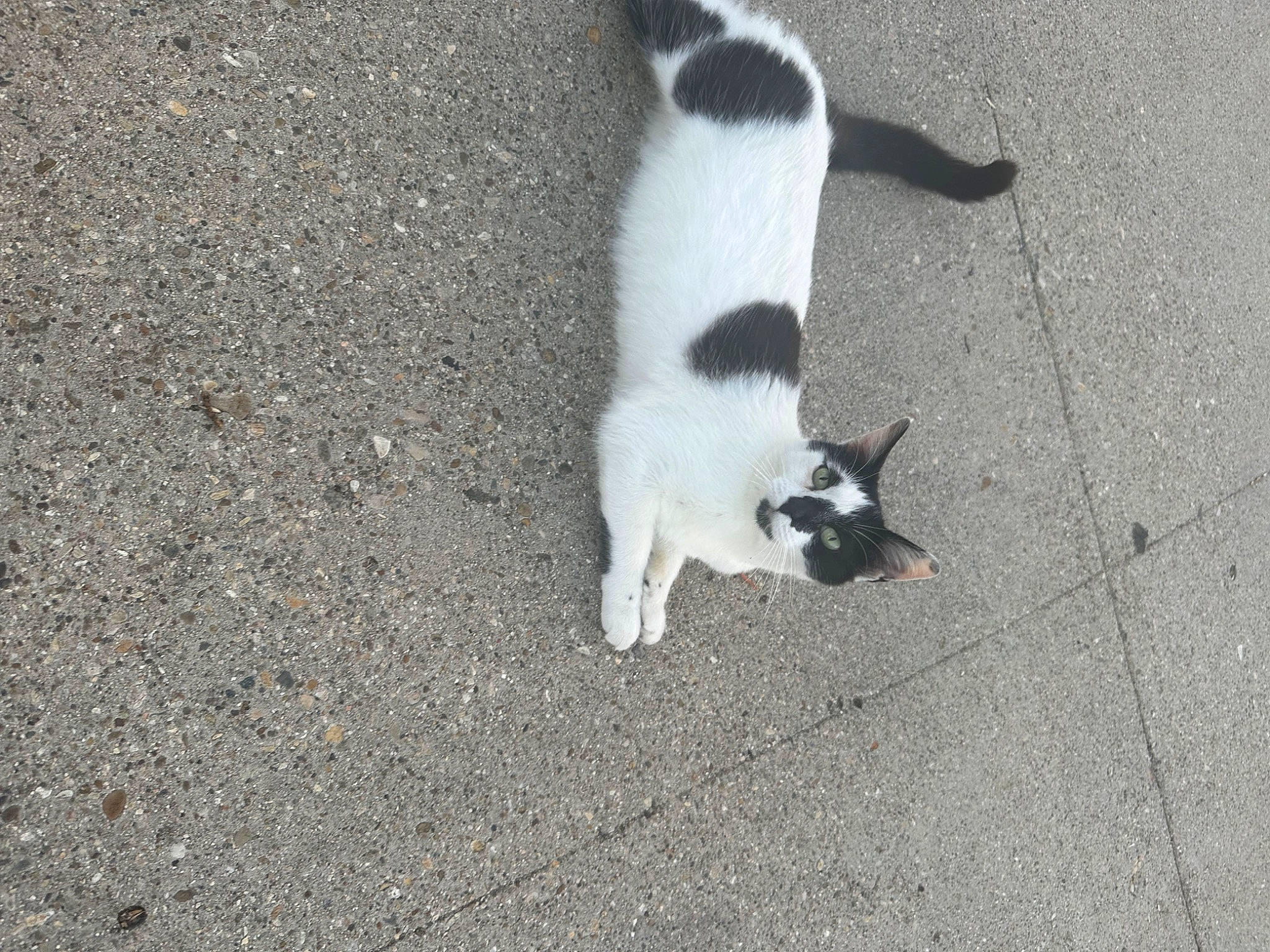 Solie is registered to the contest to win money with this photo: asphalt, carnivore, cat, dog_breed, domestic_short_haired_cat, felidae, fur, grass, monochrome_photography, paw, road, road_surface, sand, shadow, small_to_medium_sized_cats, sporting_group, street, tail, terrestrial_animal, whiskers