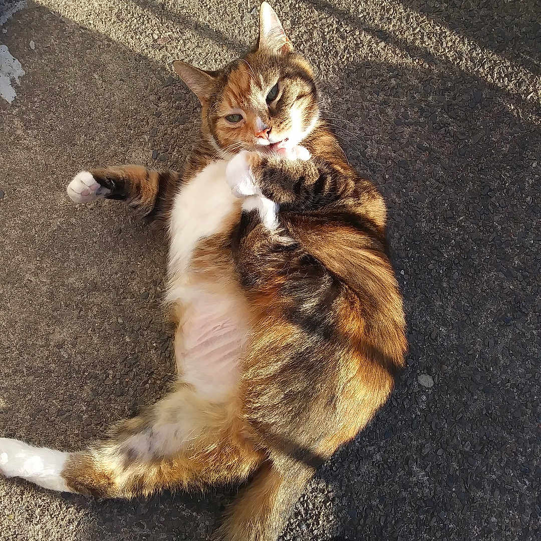 Floof