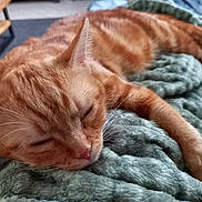 Sardine a rejoint le concours — aidez-le/la à gagner de superbes lots ! cat, orange_tabby, sleeping, blanket, cozy, paw, fur, home_interior, furniture, nap, relaxation, whiskers, closeup, pet, domestic_cat, soft_texture, resting, indoor, comfort, cute