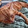 cat, orange_tabby, sleeping, blanket, cozy, paw, fur, home_interior, furniture, nap, relaxation, whiskers, closeup, pet, domestic_cat, soft_texture, resting, indoor, comfort, cute