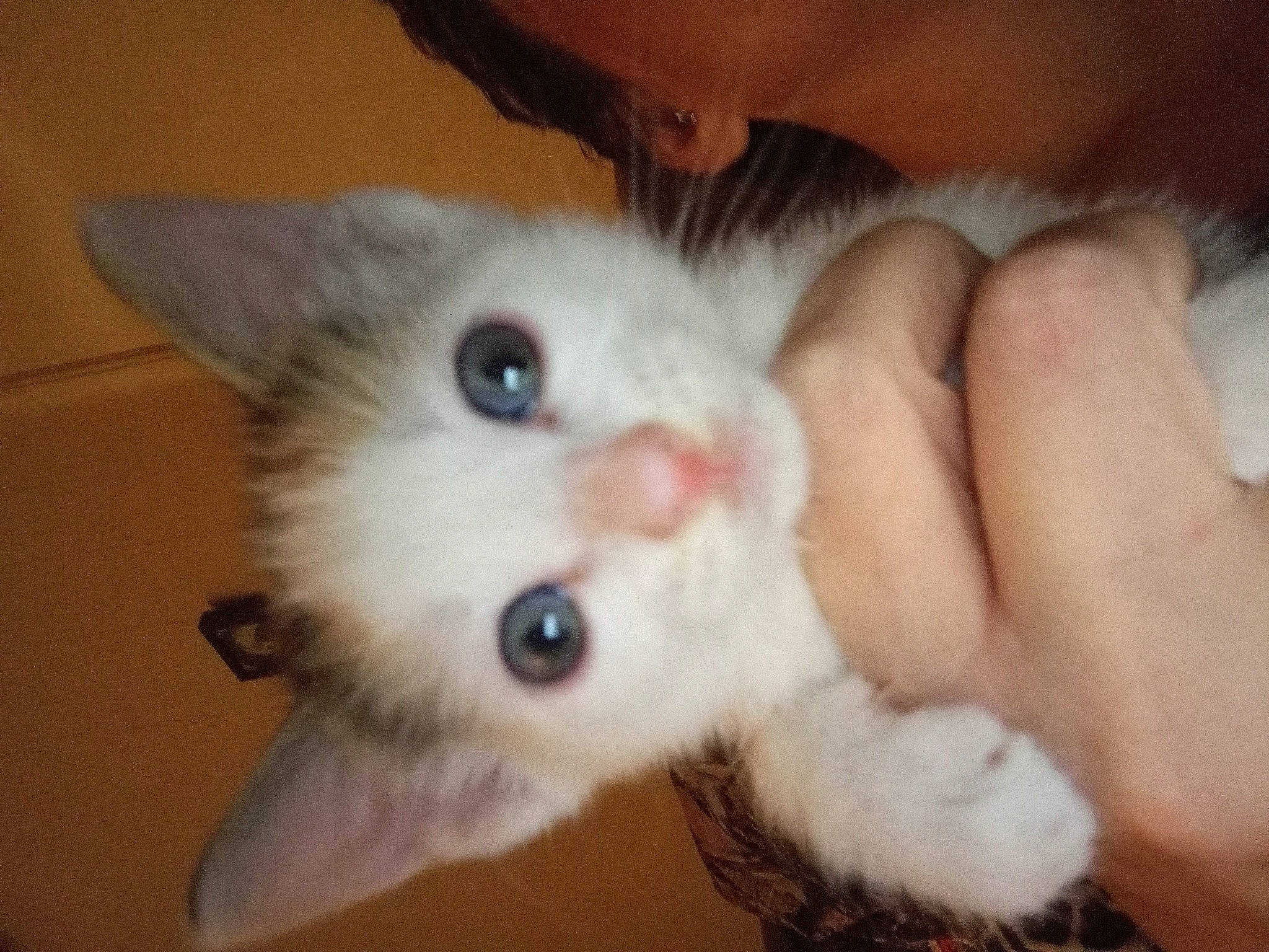 Cali is registered to the contest to win money with this photo: balinese, carnivore, cat, claw, domestic_short_haired_cat, ear, fawn, felidae, fur, gesture, nose, paw, small_to_medium_sized_cats, snout, tail, thai, whiskers