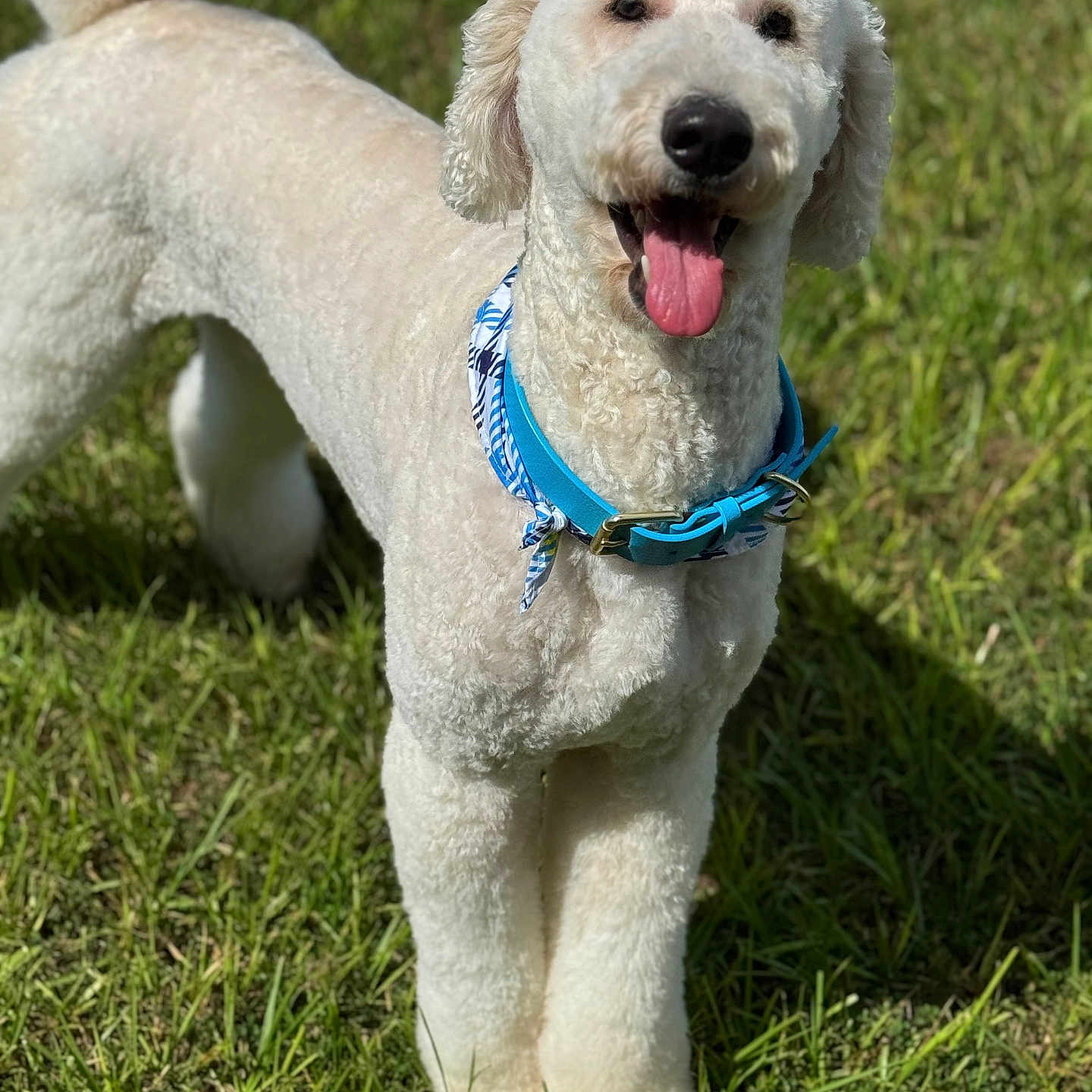 Archibald Alaric is registered to the contest to win money with this photo: accessories, animal, ball, canine, dog, field, grass, grassland, lawn, nature, outdoors, park, pet, plant, poodle, puppy, sport, strap, tree, whitedog