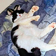 Mickey is registered to the contest to win money with this photo: cat, black_and_white, pet, animal, feline, lying_down, stretching, paws, blanket, cozy, indoor, fur, cute, relaxed, sleeping, whiskers, tail, playful, domestic_animal, resting