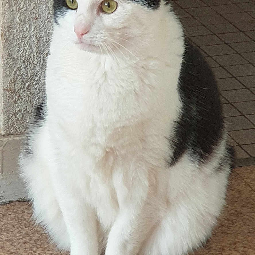 Poki a rejoint le concours — aidez-le/la à gagner de superbes lots ! animal, black_and_white, calm, cat, close_up, curious, domestic_animal, ears, feline, fur, indoor, paws, pet, quiet, sitting, texture, tile_floor, wall, whiskers, yellow_eyes