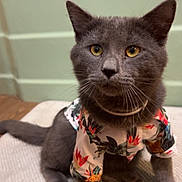 Carl joined the competition — help win amazing prizes! cat, gray_cat, pet, animal, indoor, floor, mat, shirt, floral_shirt, clothing, yellow_eyes, whiskers, ears, tail, wooden_floor, bathtub, green_background, cute, sitting, portrait