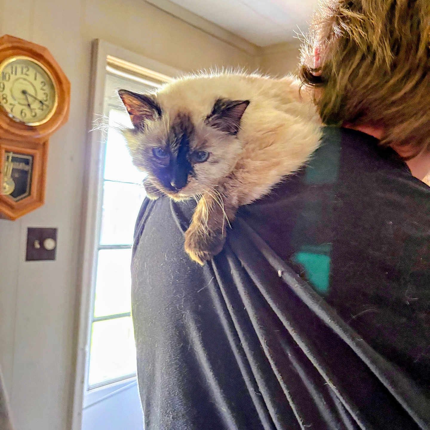 Sweetheart is registered to the contest to win money with this photo: animal, black_shirt, cat, clock, close_up, curious, door, face, fluffy, fur, home, indoor, natural_light, person, pet, relaxed, shoulder, shoulder_pet, siamese_cat, window
