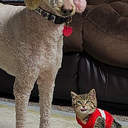 Cha is registered to the contest to win money with this photo: animal, carpet, cat, companion, couch, cozy, curious, cute, dog, domestic, fur, indoor, kitten, living_room, pet, poodle, red_jacket, sitting, standing, tongue_out