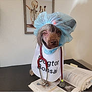 Bonsai joined the competition — help win amazing prizes! canidae, carnivore, companion_dog, dog, dog_breed, dog_clothes, dog_supply, fictional_character, flooring, font, fur, hat, logo, photo_caption, room, sleeve, sporting_group, sportswear, t_shirt, top