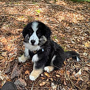 Adoo participe au concours pour gagner de l'argent avec cette photo : puppy, dog, forest, leaves, twigs, outdoor, nature, black_and_white, fur, pet, sitting, curious, boot, sunlight, ground, woodland, young, animal, fluffy, cute