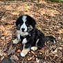puppy, dog, forest, leaves, twigs, outdoor, nature, black_and_white, fur, pet, sitting, curious, boot, sunlight, ground, woodland, young, animal, fluffy, cute