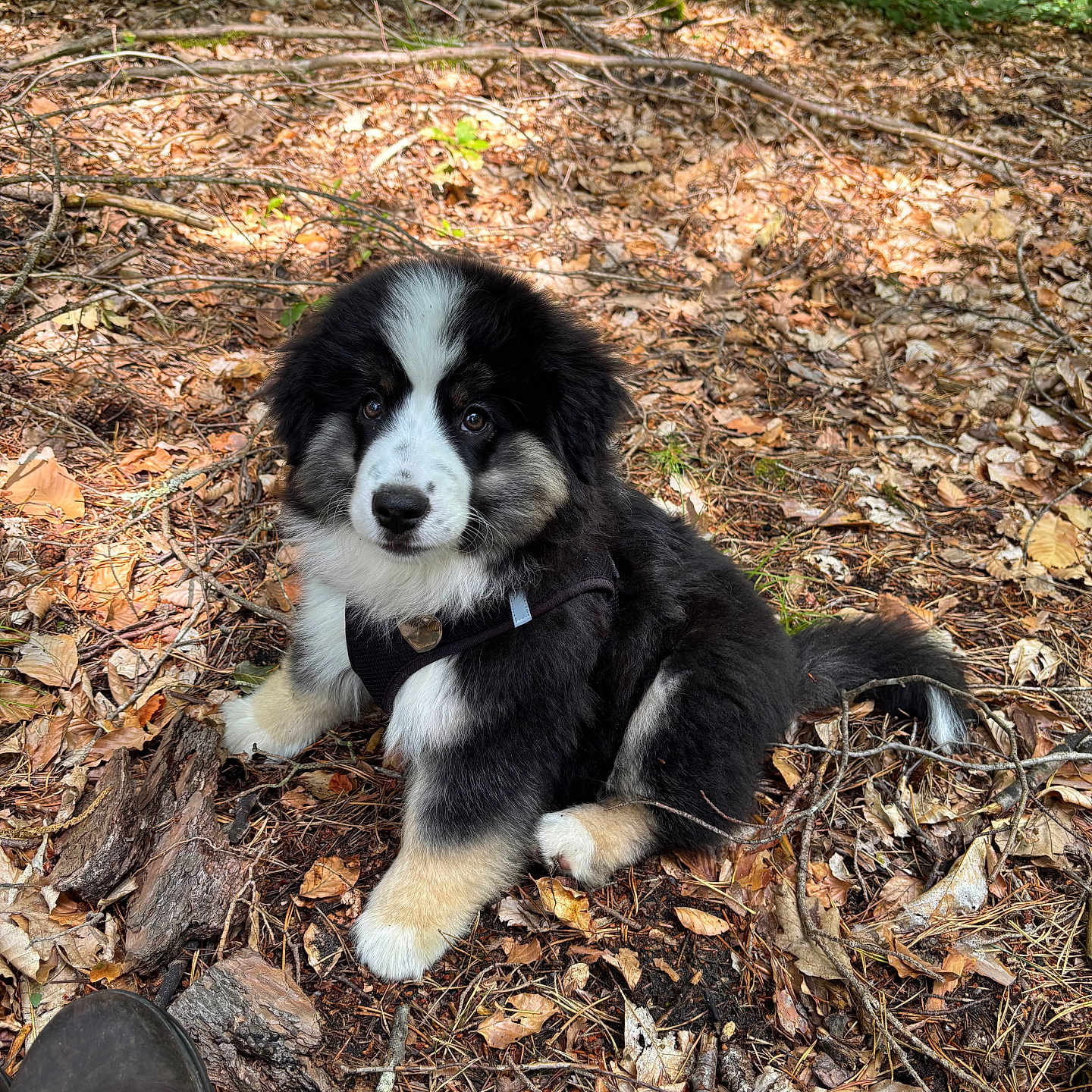 Adoo participe au concours pour gagner de l'argent avec cette photo : animal, black_and_white, boot, curious, cute, dog, fluffy, forest, fur, ground, leaves, nature, outdoor, pet, puppy, sitting, sunlight, twigs, woodland, young