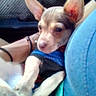 animal, blue_clothing, blurred, candid, car_interior, casual, close_up, companion, cute, dog, domestic_animal, ears, hand, indoor, person, pet, puppy, seat, small_dog, soft_light