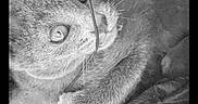 Björk a rejoint le concours — aidez-le/la à gagner de superbes lots ! cat, kitten, animal, pet, close_up, black_and_white, grayscale, portrait, face, eyes, whiskers, fur, tabby, lying_down, indoor, blanket, cord, curious, dramatic, photography