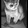 Björk participe au concours pour gagner de l'argent avec cette photo : cat, kitten, feline, animal, pet, black_and_white, portrait, close_up, whiskers, ears, eyes, fur, paws, sitting, indoors, floor, tile, grayscale, serious_expression, photography
