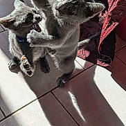 Björk participe au concours pour gagner de l'argent avec cette photo : cat, kittens, gray_cat, animals, pet, playful, wrestling, fighting, funny, cute, fur, whiskers, ears, paws, tail, indoor, tile_floor, sunlight, shadow, portrait