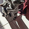 cat, kittens, gray_cat, animals, pet, playful, wrestling, fighting, funny, cute, fur, whiskers, ears, paws, tail, indoor, tile_floor, sunlight, shadow, portrait