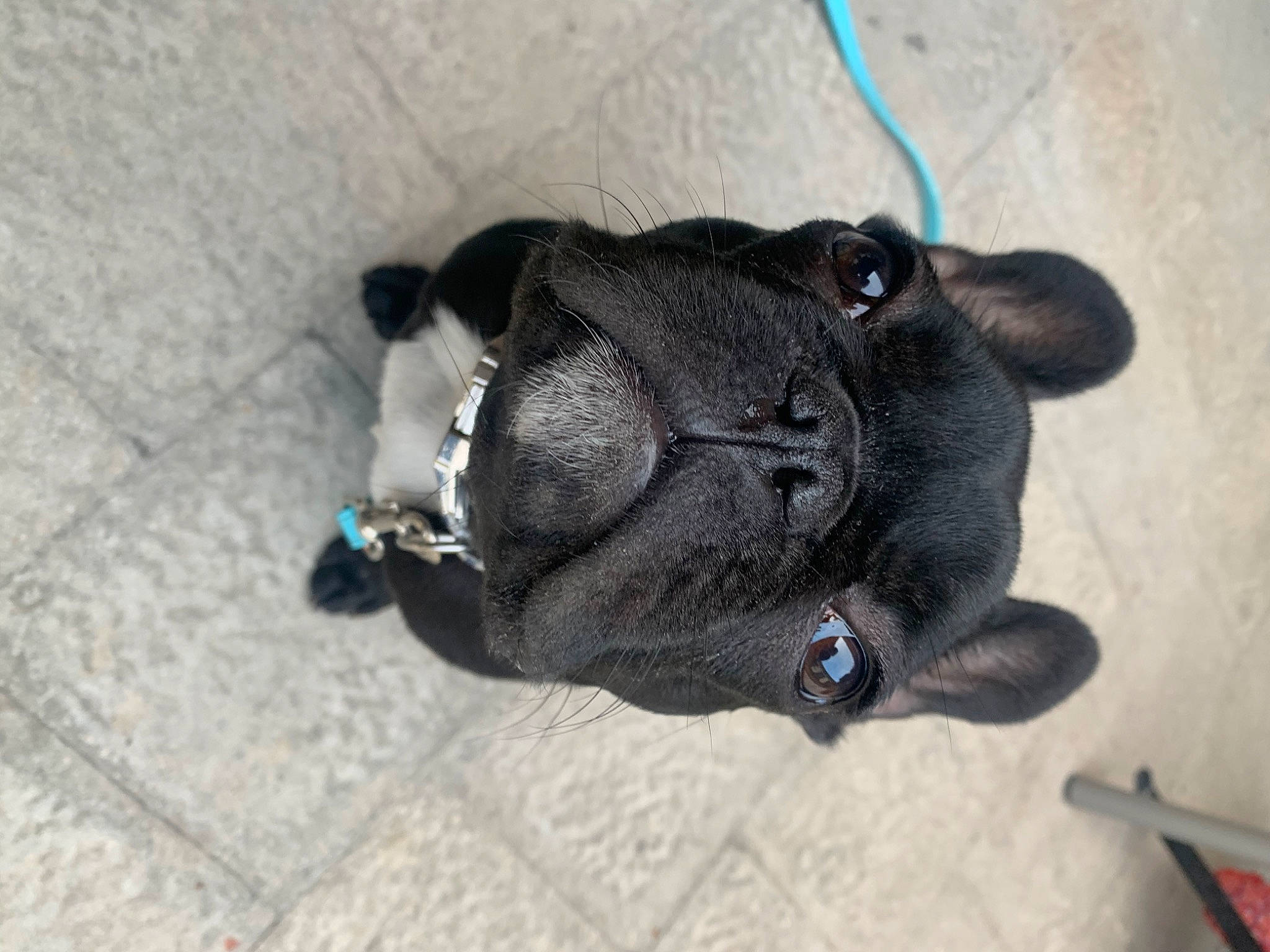 Boston participe au concours pour gagner de l'argent avec cette photo : canidae, carnivore, companion_dog, dog, dog_breed, fawn, french_bulldog, non_sporting_group, pug, puppy, snout, sporting_group