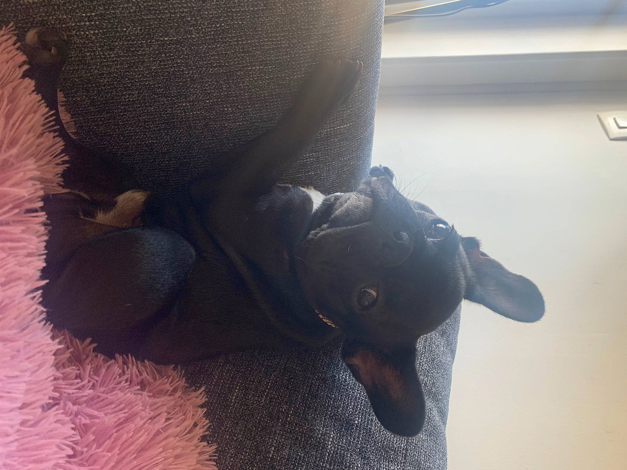 Boston a rejoint le concours — aidez-le/la à gagner de superbes lots ! canidae, carnivore, dobermann, dog, dog_breed, ear, guard_dog, leg, nose, puppy, shoe, snout, sporting_group, tail, wetsuit