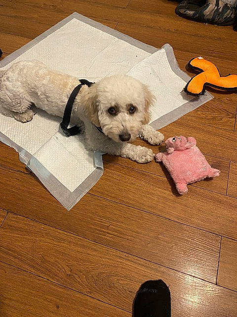 Snow joined the competition — help win amazing prizes! carnivore, companion_dog, couch, dog, dog_breed, dog_clothes, dog_supply, fawn, flooring, hardwood, hat, labradoodle, maltepoo, pet_supply, small_terrier, snout, terrier, toy_dog, wood, working_animal