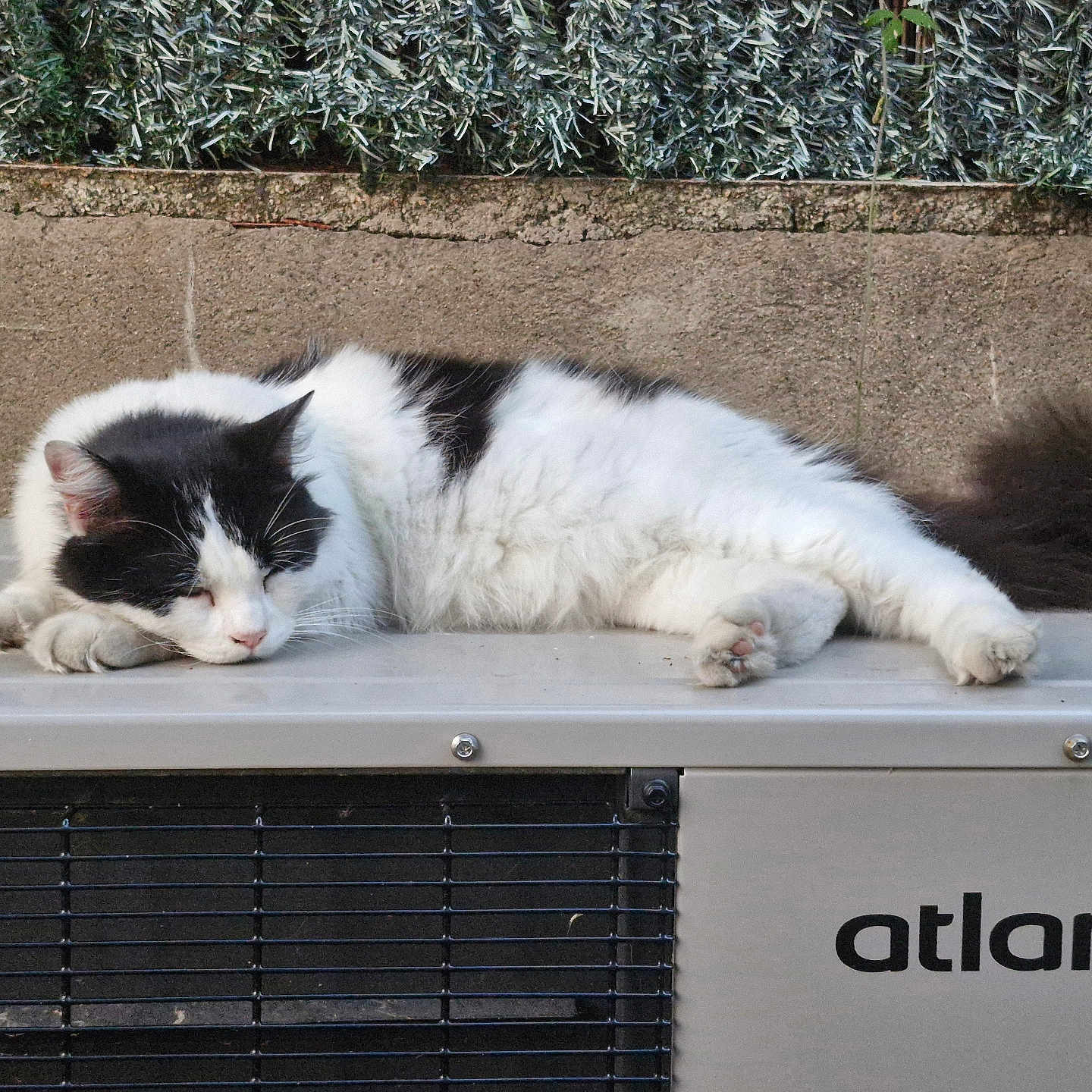 Nayo a rejoint le concours — aidez-le/la à gagner de superbes lots ! animal, black_and_white, cat, domestic_cat, feline, fur, greenery, metal_surface, nature, outdoor, paws, peaceful, pet, quiet, relaxed, resting, sleeping, tail, wall, whiskers
