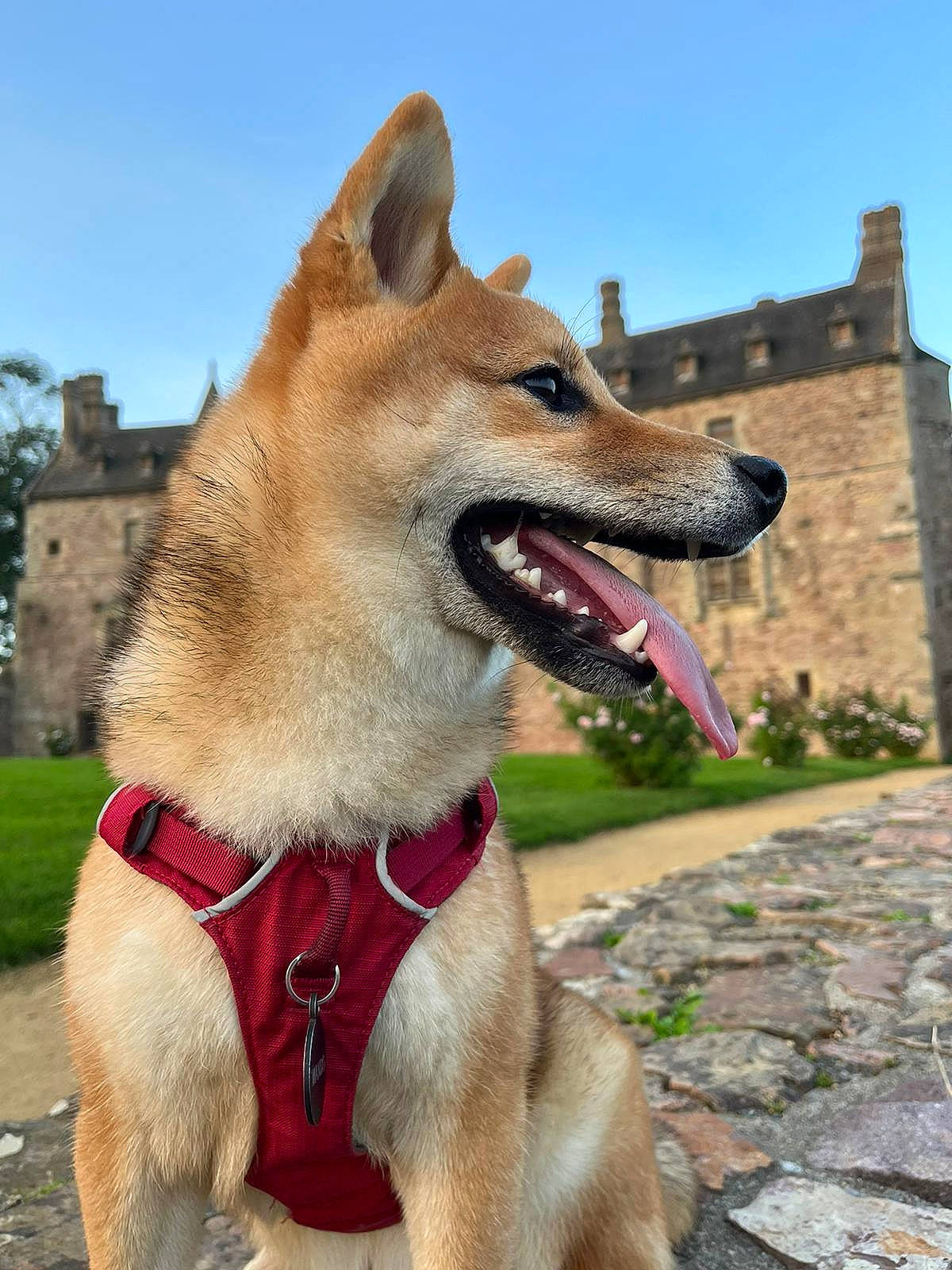 Mando a rejoint le concours — aidez-le/la à gagner de superbes lots ! building, canidae, carnivore, collar, companion_dog, dog, dog_breed, dog_collar, dog_supply, fang, fawn, leash, pet_supply, plant, sky, snout, sporting_group, tree, working_animal, working_dog