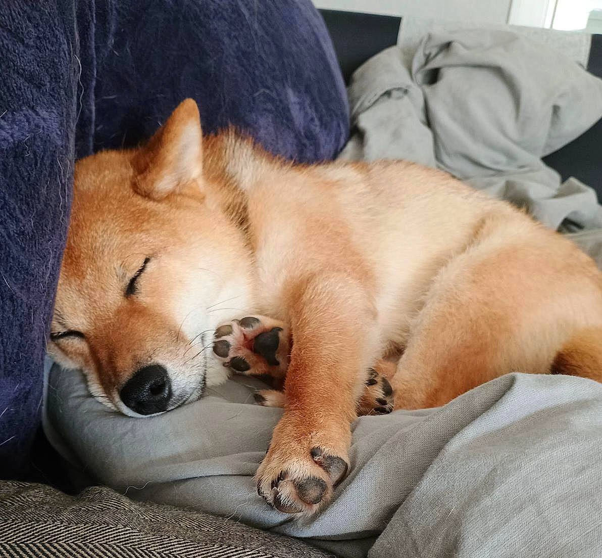 Mando participe au concours pour gagner de l'argent avec cette photo : canidae, carnivore, comfort, companion_dog, dog, dog_breed, dog_supply, fawn, fur, german_spitz_mittel, nap, paw, puppy, snout, spitz, sporting_group, tail, terrestrial_animal, whiskers, working_animal