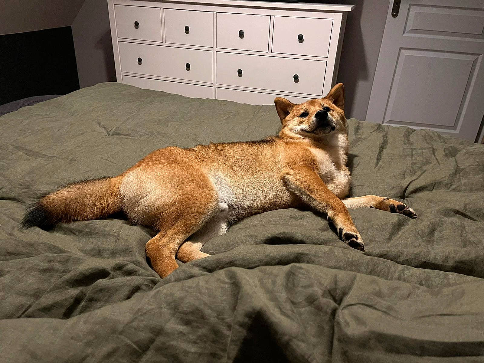 Mando participe au concours pour gagner de l'argent avec cette photo : cabinetry, carnivore, chest_of_drawers, comfort, companion_dog, dog_breed, door, drawer, fawn, felidae, flooring, fur, red_fox, small_to_medium_sized_cats, snout, tail, terrestrial_animal, whiskers, window, wood