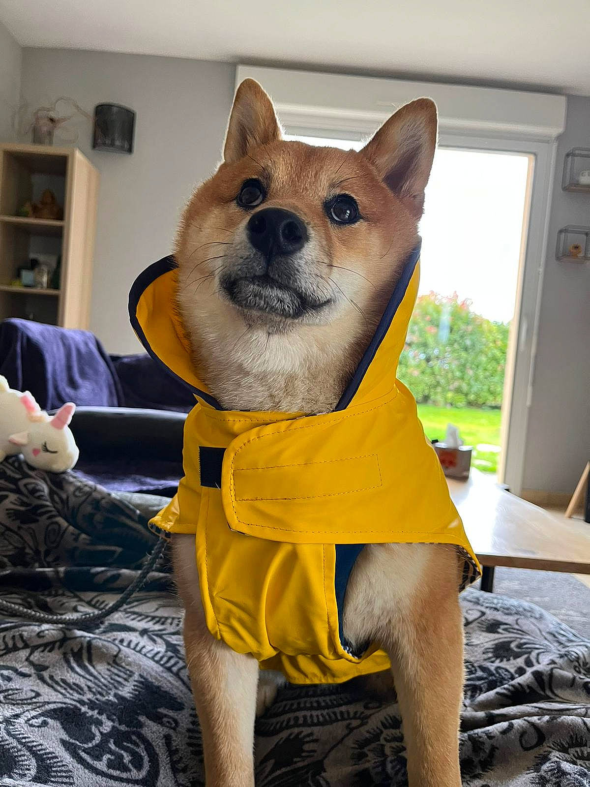 Mando a rejoint le concours — aidez-le/la à gagner de superbes lots ! bookcase, canidae, carnivore, collar, comfort, companion_dog, dog, dog_breed, dog_supply, fawn, fur, pet_supply, shelf, shelving, snout, tail, whiskers, window, wood, working_animal