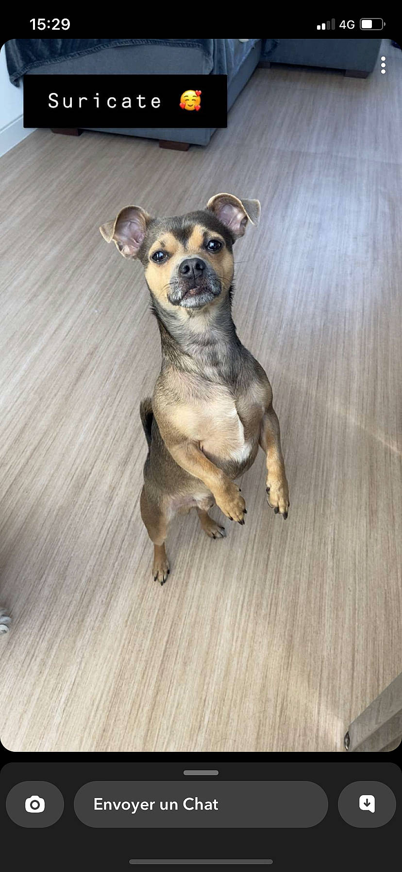 Poupouy participe au concours pour gagner de l'argent avec cette photo : carnivore, companion_dog, dog, dog_breed, fawn, flooring, fur, hardwood, paw, pet_supply, plank, sporting_group, tail, terrestrial_animal, toy_dog, varnish, whiskers, wood, wood_stain, working_animal