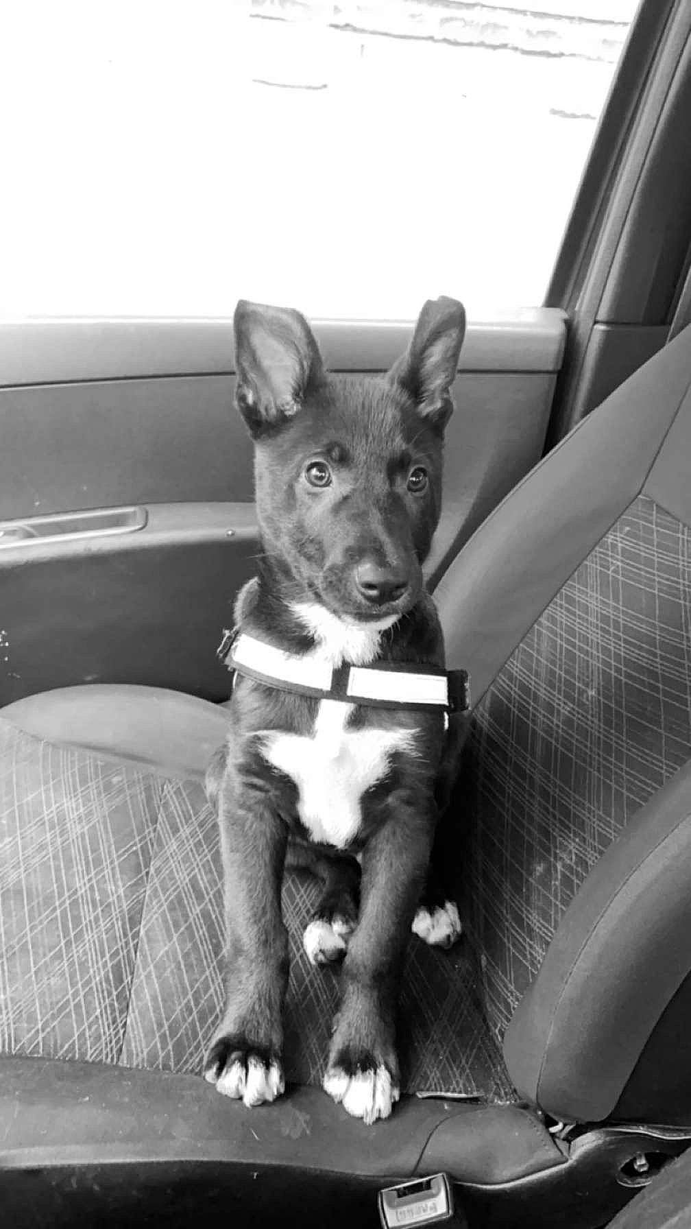 Oseil a rejoint le concours — aidez-le/la à gagner de superbes lots ! black, carnivore, comfort, companion_dog, couch, dog, dog_breed, fawn, fur, herding_dog, monochrome, monochrome_photography, sitting, snout, sporting_group, style, toy_dog, vehicle, whiskers, working_animal