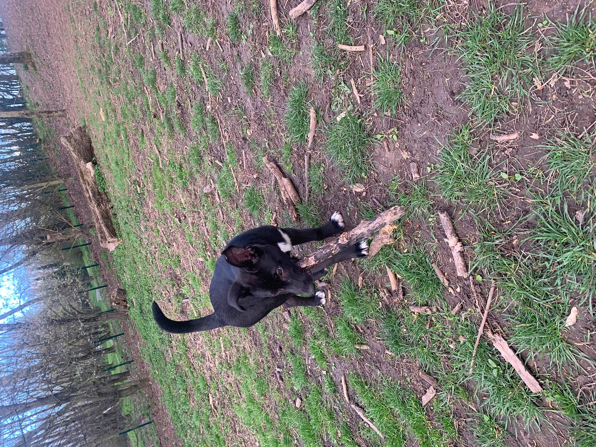 Oseil participe au concours pour gagner de l'argent avec cette photo : canidae, carnivore, cat, dog_breed, felidae, grass, grass_family, groundcover, plant, shadow, small_to_medium_sized_cats, soil, sporting_group, tail, terrestrial_animal, tree, trunk, twig, water, wildlife