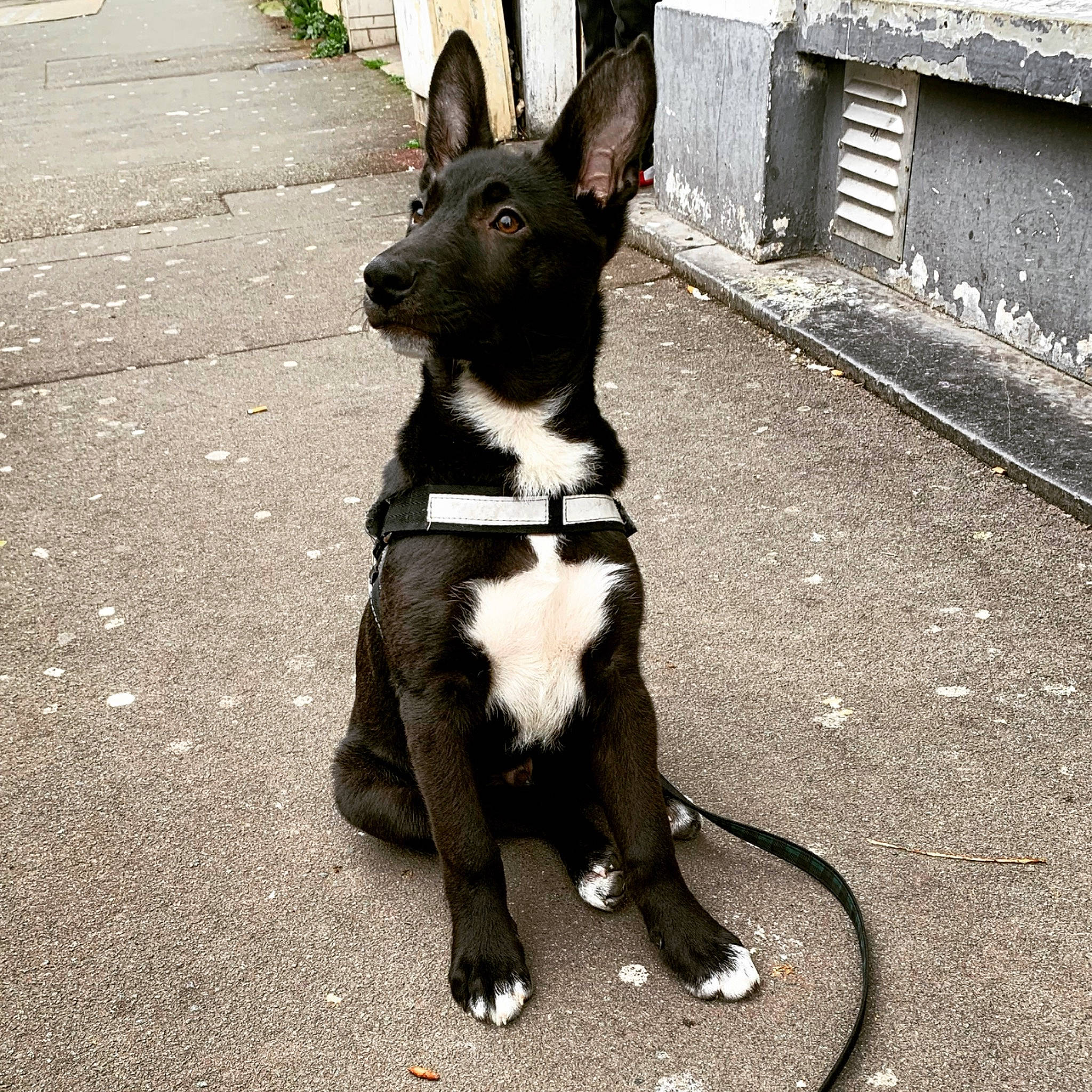 Oseil participe au concours pour gagner de l'argent avec cette photo : art, canidae, carnivore, collar, companion_dog, dog, dog_breed, dog_collar, dog_supply, leash, mcnab, road, road_surface, snout, sporting_group, street, tail, whiskers, working_animal, working_dog