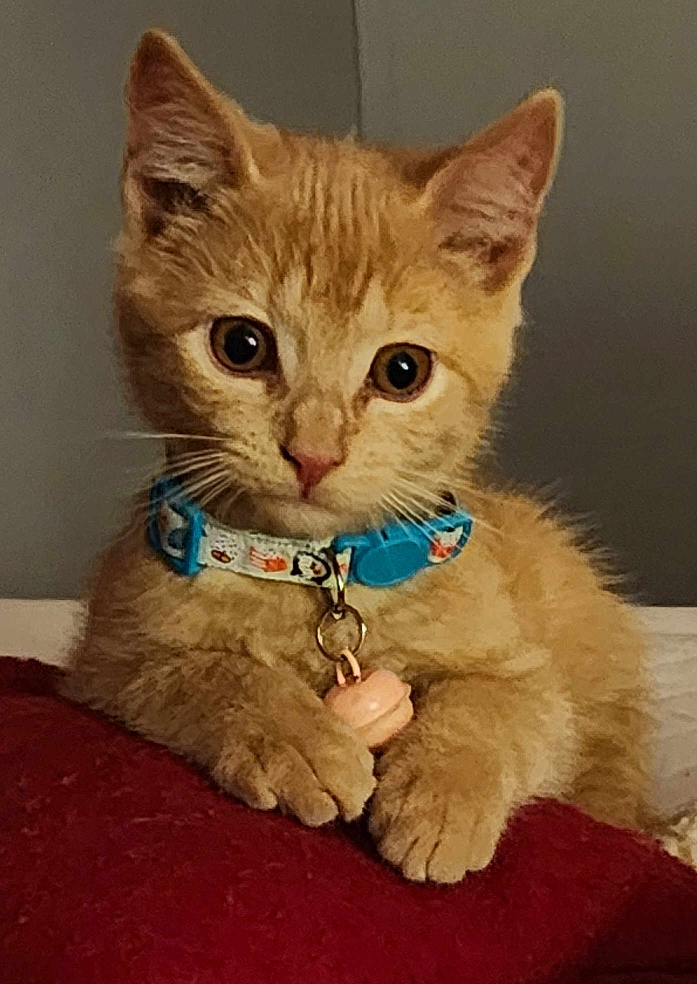 Mookie