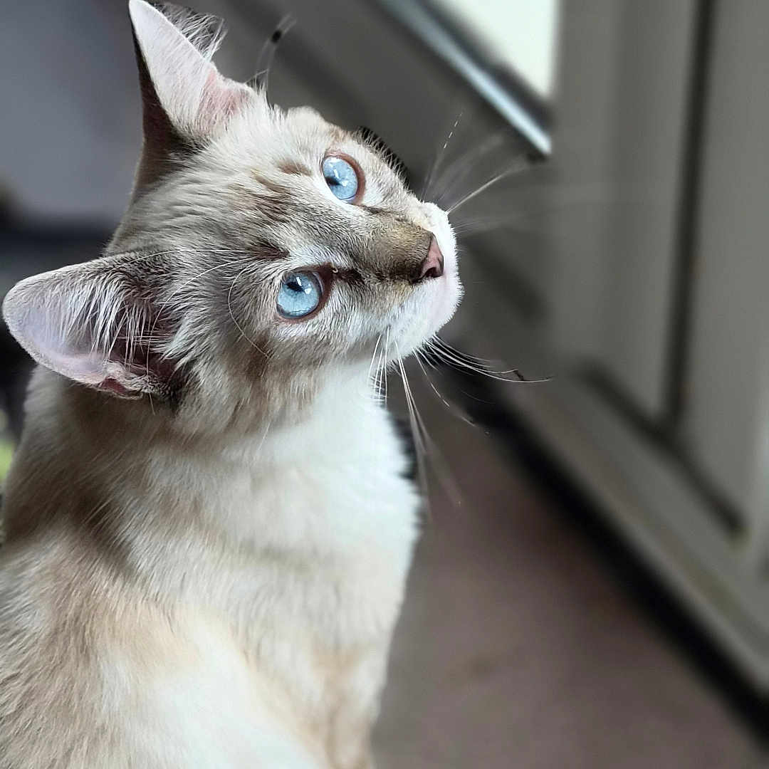Berlioz