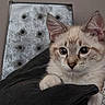 Berlioz a rejoint le concours — aidez-le/la à gagner de superbes lots ! kitten, cat, pet, cute, indoor, cushion, black_cushion, chair, furniture, curious, young_cat, whiskers, ears, close_up, cozy, domestic_animal, soft_texture, resting, alert, wide_eyes