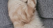Berlioz a rejoint le concours — aidez-le/la à gagner de superbes lots ! kitten, cat, sleeping, fluffy, fur, couch, gray, cozy, nap, pet, animal, cute, resting, indoor, feline, soft, relaxation, whiskers, paw, domestic