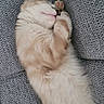 kitten, cat, sleeping, fluffy, fur, couch, gray, cozy, nap, pet, animal, cute, resting, indoor, feline, soft, relaxation, whiskers, paw, domestic