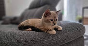 Berlioz participe au concours pour gagner de l'argent avec cette photo : animal, cat, closeup, couch, cozy, cute, domestic, focused, fur, furniture, gray, home, indoor, kitten, pet, playful, relaxed, resting, whiskers, young