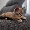 Berlioz participe au concours pour gagner de l'argent avec cette photo : kitten, cat, indoor, couch, gray, furniture, pet, animal, cute, relaxed, young, fur, whiskers, playful, domestic, closeup, resting, focused, home, cozy