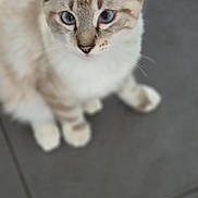Berlioz participe au concours pour gagner de l'argent avec cette photo : alert, animal, blue_eyes, cat, close_up, cream_fur, cute, feline, gray_background, indoor, kitten, paws, pet, portrait, short_hair, sitting, staring, tile_floor, upright_ears, whiskers