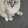 alert, animal, blue_eyes, cat, close_up, cream_fur, cute, feline, gray_background, indoor, kitten, paws, pet, portrait, short_hair, sitting, staring, tile_floor, upright_ears, whiskers