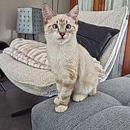 Berlioz a rejoint le concours — aidez-le/la à gagner de superbes lots ! kitten, cat, sofa, blanket, pillow, indoor, furniture, curious, pet, cozy, living_room, gray, soft, cute, small, animal, domestic_cat, whiskers, ears, floor