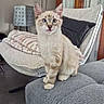 kitten, cat, sofa, blanket, pillow, indoor, furniture, curious, pet, cozy, living_room, gray, soft, cute, small, animal, domestic_cat, whiskers, ears, floor